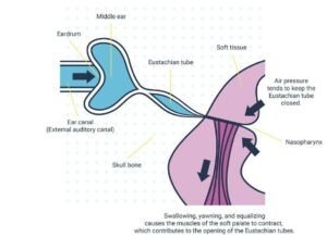 Freediving Equalization by Blue Freedom Apnea
