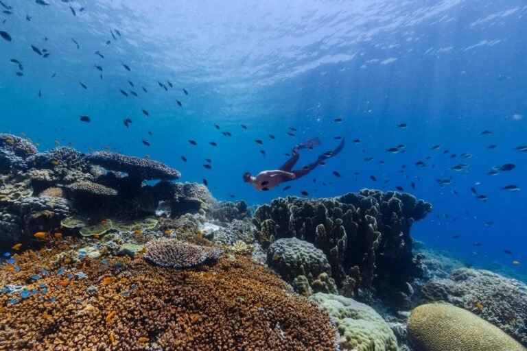 Freediving in a World of Underwater Wonders